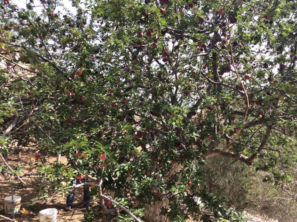 La Villa Di Zazopetra Menetai Bagian luar foto