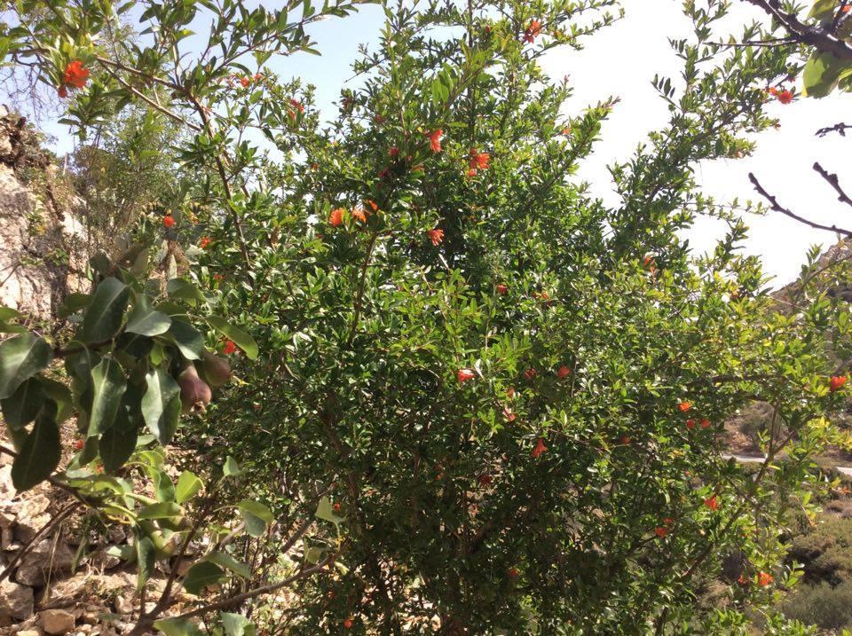 La Villa Di Zazopetra Menetai Bagian luar foto