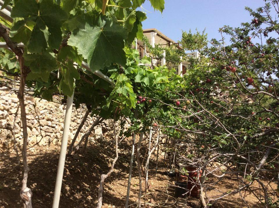 La Villa Di Zazopetra Menetai Bagian luar foto