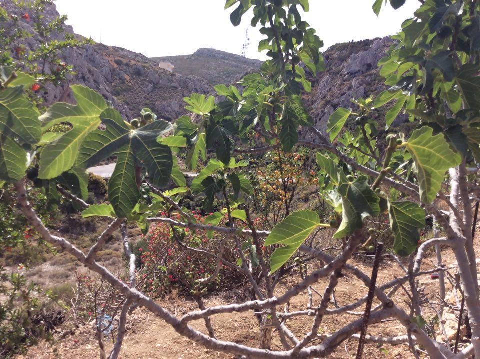 La Villa Di Zazopetra Menetai Bagian luar foto