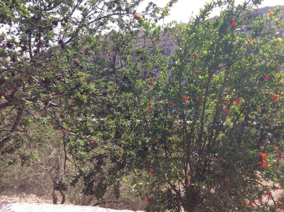 La Villa Di Zazopetra Menetai Bagian luar foto