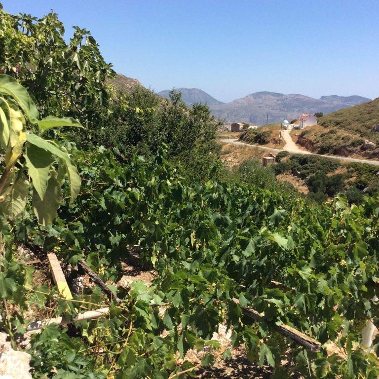 La Villa Di Zazopetra Menetai Bagian luar foto